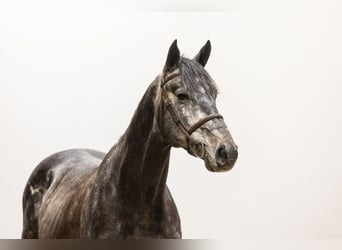 Zangersheider, Stallion, 5 years, 16,2 hh, Gray