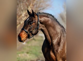 Zangersheider, Stallion, 5 years, 16 hh, Brown
