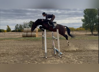 Zangersheider, Stallion, 5 years, 16 hh, Brown