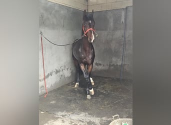 Zangersheider, Stallion, 5 years, 16 hh, Brown