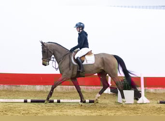 Zangersheider, Stallion, 5 years, 16 hh, Brown