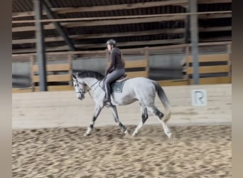 Zangersheider, Stallion, 5 years, 16,1 hh, Grey-Dapple