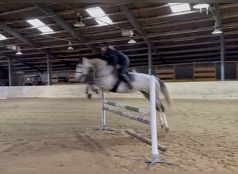 Zangersheider, Stallion, 5 years, 16,1 hh, Grey-Dapple