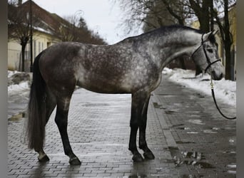 Zangersheider, Stallion, 5 years, 16,2 hh, Grey