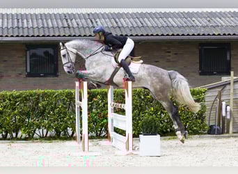 Zangersheider, Stallion, 5 years, 17,1 hh, Gray