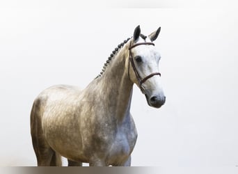 Zangersheider, Stallion, 5 years, 17,1 hh, Gray