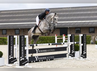 Zangersheider, Stallion, 5 years, 17,1 hh, Gray