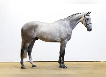 Zangersheider, Stallion, 5 years, 17,1 hh, Gray
