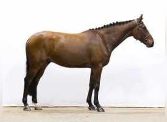 Zangersheider, Stallion, 6 years, 16 hh, Brown