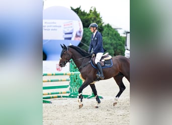Zangersheider, Stallion, 6 years, 16,1 hh, Bay-Dark