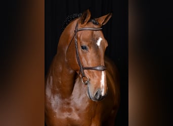 Zangersheider, Stallion, 6 years, Brown