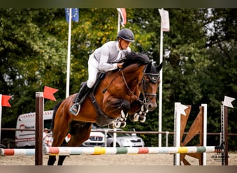 Zangersheider, Stallion, 7 years, 16.1 hh, Brown