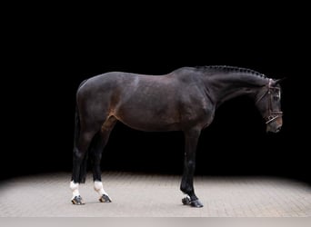 Zangersheider, Stallion, 7 years, 16.2 hh, Bay-Dark
