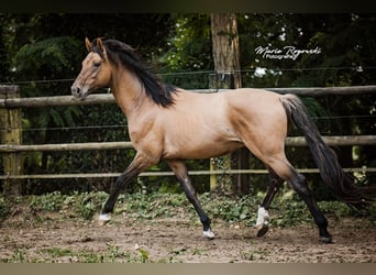 Zangersheider, Stallion, 8 years, 16 hh, Dun