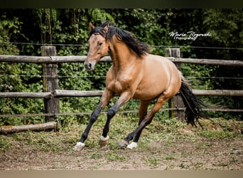 Zangersheider, Stallion, 8 years, 16 hh, Dun