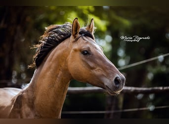 Zangersheider, Stallion, 8 years, 16 hh, Dun