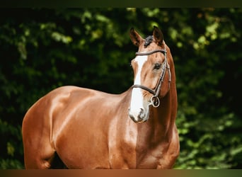 Zangersheider, Stallion, 8 years, 16,3 hh, Brown