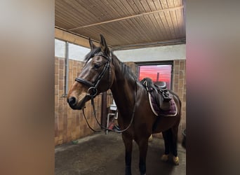 Zangersheider, Stallion, 9 years, 15,2 hh, Brown