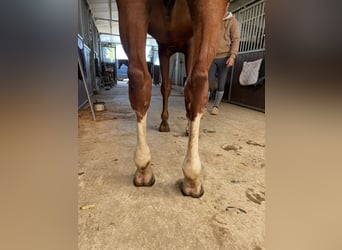 Zangersheider, Stallion, 9 years, 16.1 hh, Chestnut-Red