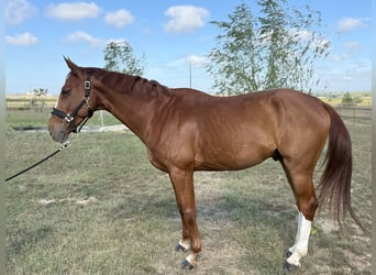Zangersheider, Stallion, 9 years, 16.1 hh, Chestnut-Red