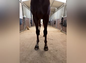 Zangersheider, Stallion, 9 years, 16.1 hh, Chestnut-Red