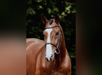 Zangersheider, Stallion, 9 years, 16.3 hh, Brown