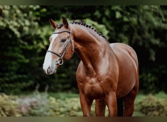 Zangersheider, Stallion, 9 years, 16.3 hh, Brown