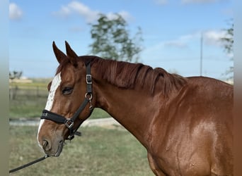 Zangersheider, Stallion, 9 years, 16,1 hh, Chestnut-Red