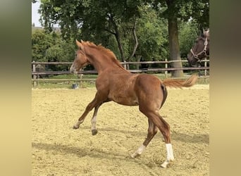 Zangersheider, Stallion, Foal (04/2025), 12,1 hh, Chestnut-Red