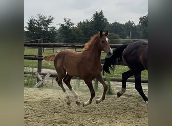 Zangersheider, Stallion, Foal (04/2025), 12,1 hh, Chestnut-Red