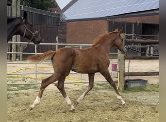 Zangersheider, Stallion, Foal (04/2025), 12,1 hh, Chestnut-Red