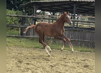 Zangersheider, Stallion, Foal (04/2025), 12,1 hh, Chestnut-Red
