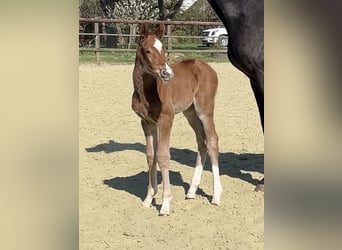 Zangersheider, Stallion, Foal (04/2025), 12,1 hh, Chestnut-Red
