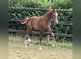 Zangersheider, Stallion, Foal (04/2025), 12,1 hh, Chestnut-Red