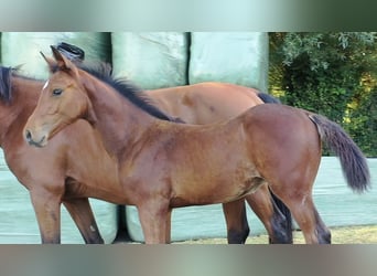 Zangersheider, Stallion, Foal (05/2025), 13,2 hh, Brown