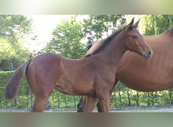Zangersheider, Stallion, Foal (05/2025), 13,2 hh, Brown