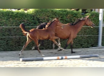 Zangersheider, Stallion, Foal (05/2025), 13,2 hh, Brown