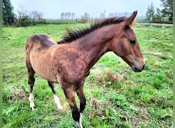Zangersheider, Stallion, Foal (06/2026), 14.1 hh, Brown