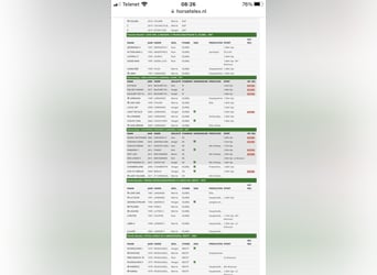Zangersheider, Stallion, Foal (05/2025), 16.1 hh, Brown Zangersheider, Stallion, Foal (05/2025), 16.1 hh, Brown