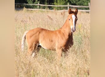 Zangersheider, Stallion, Foal (06/2023), 16.1 hh, Chestnut-Red
