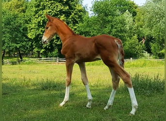 Zangersheider, Stallion, Foal (06/2023), 16.1 hh, Chestnut-Red
