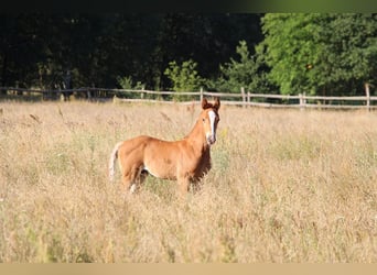 Zangersheider, Stallion, Foal (06/2023), 16.1 hh, Chestnut-Red