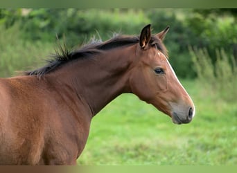 Zangersheider, Hengst, Fohlen (06/2024), 16,1 hh, Rappschimmel