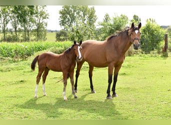 Zangersheider, Hengst, Fohlen (06/2024), 16,1 hh, Rappschimmel