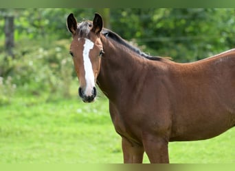 Zangersheider, Hengst, Fohlen (06/2024), 16,1 hh, Rappschimmel