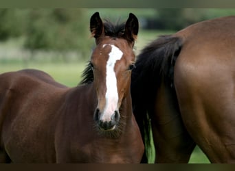 Zangersheider, Hengst, Fohlen (06/2024), 16,1 hh, Rappschimmel