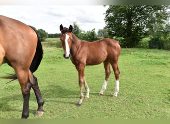 Zangersheider, Hengst, Fohlen (06/2024), 16,1 hh, Rappschimmel