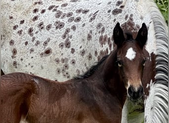Zangersheider, Stallion, Foal (06/2026), 16.1 hh, Leopard-Piebald