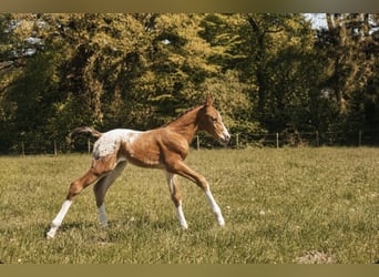 Zangersheider, Stallion, Foal (05/2026), 16.1 hh, Leopard-Piebald