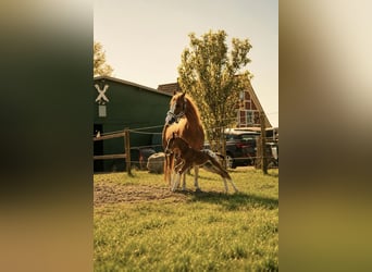 Zangersheider, Stallion, Foal (05/2026), 16.1 hh, Leopard-Piebald